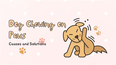 Dog Chewing on Paws: Causes and Solutions - Dog Health & Wellness