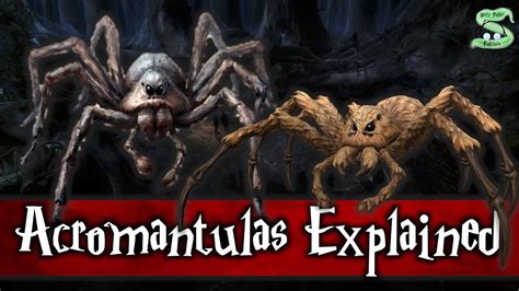 Acromantulas Explained: The Story Of Aragog - YouTube