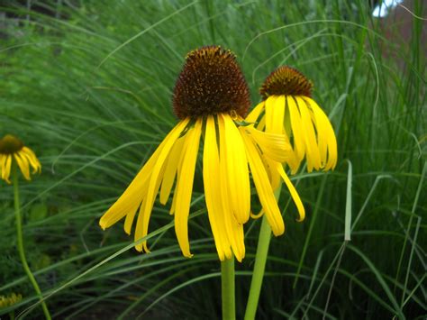 Horticulture Gardens Today: Yellow coneflower