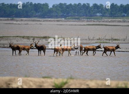 YANCHENG, CHINA - JUNE 18, 2022 - A group of elks forage in a mudflat ...