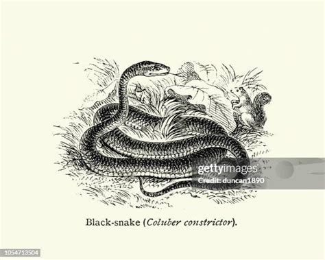 15 Coluber Constrictor Stock Photos, High-Res Pictures, and Images - Getty Images