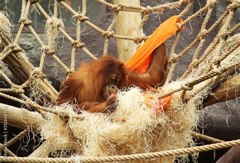 orangutan (Pongo abelii) building its nest in the ZOO Stock Photo | Adobe Stock