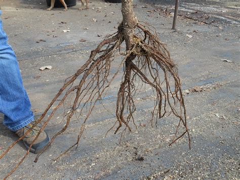 Bare-Root Fruit Trees – Available Now!