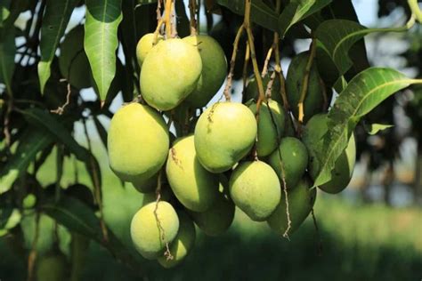 Mango Farming in Mexico: How to Start, Planting to Harvesting, and ...