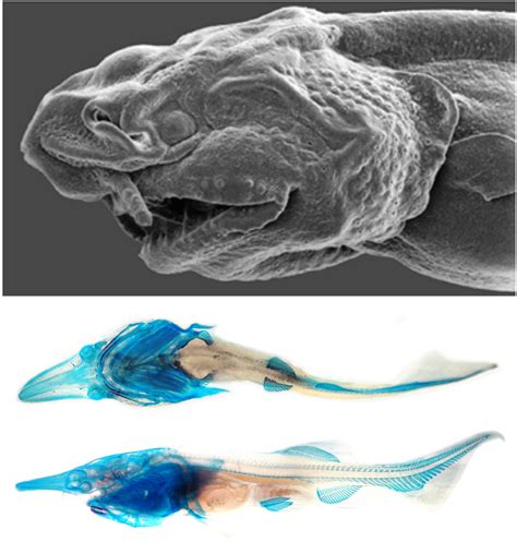 Virginia Tech Ichthyology Class : Plight of the Paddlefish, by Don Orth