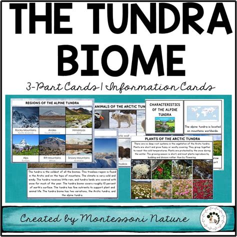 Tundra biome animals adaptations | Animal Big