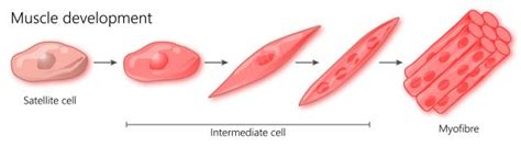 Satellite Cells - The Definitive Guide | Biology Dictionary