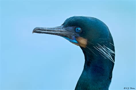 Brandt's Cormorant Page