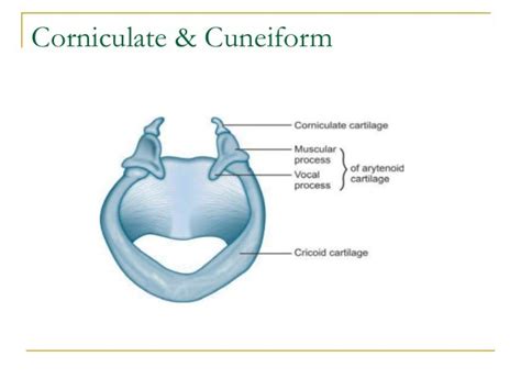 Anatomy of Larynx