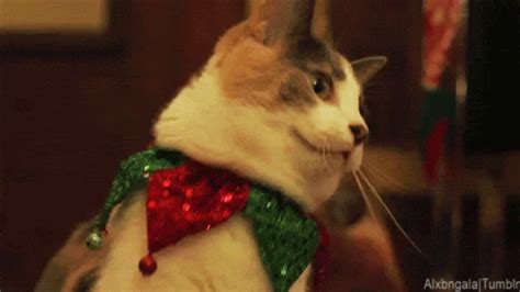 christmas cat gifs | WiffleGif