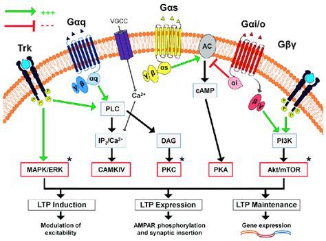 Schematic representation of the main metabotropic signalling pathways... | Download Scientific ...