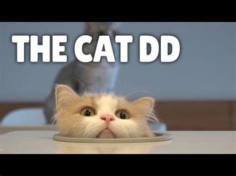 Introducing The Cat DD - YouTube in 2020 | Cats, Cats and kittens ...