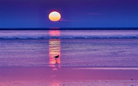 Download Horizon Dawn Sun Seagull Sunrise Sea Nature Ocean HD Wallpaper