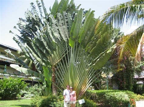 The Traveler's Palm - Plants in Thailand - Thai Garden Design