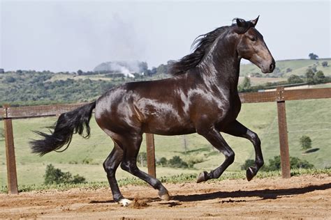 Lusitano Horse Breed Information, History, Videos, Pictures