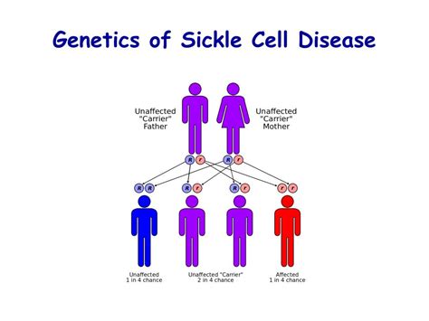 PPT - Regenerative Medicine to Cure Sickle Cell Anemia PowerPoint Presentation - ID:2348188