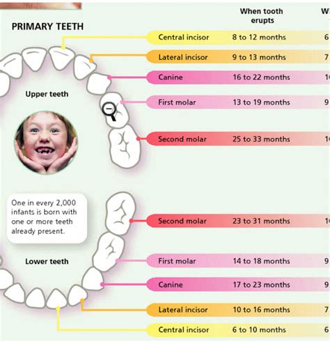 Baby Teeth Chart Printable Tape Teeth Onto Printable Chart – NBKomputer