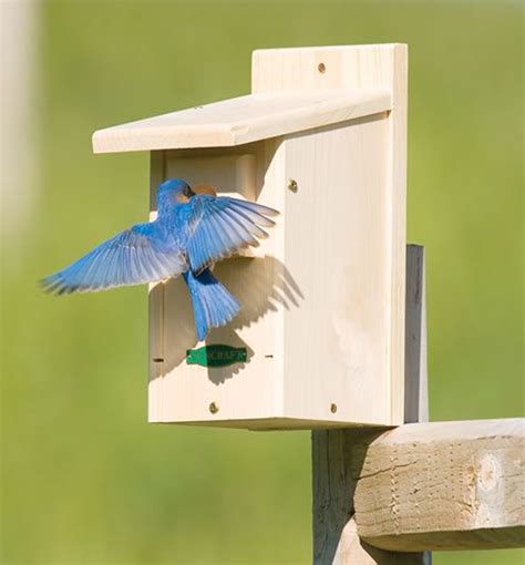 Duncraft.com: Duncraft WSB Eastern Bluebird House | Bird house kits, Bluebird house, Bird houses