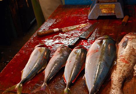 Fish, blood, Tsukiji | photo from tsukiji fish market | Gideon | Flickr