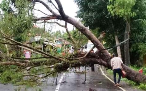 Pohon Tumbang di Jalan Raya Cipanas Lebak - Kabar6.com