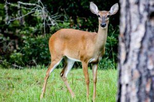 White-tailed Deer in Florida