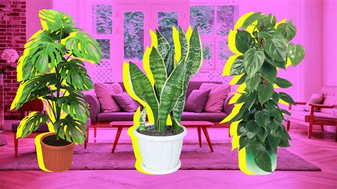 The Low-Light Houseplants That Can Survive in Your Apartment | StyleCaster