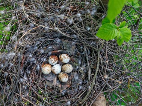 Sparrowhawk Nesting (Behaviour, Eggs + Location) | Birdfact