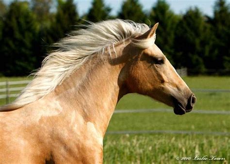 Palomino Paso Fino Gelding Horse from Fina Vista Farm - Viggo de ...