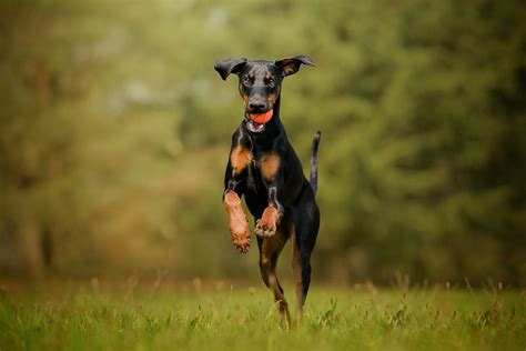 Does Doberman Shed A Lot