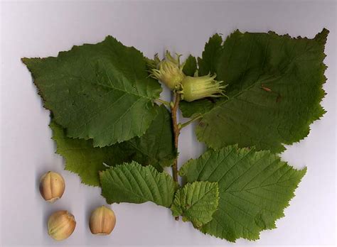 Corylus avellana – NutraWiki