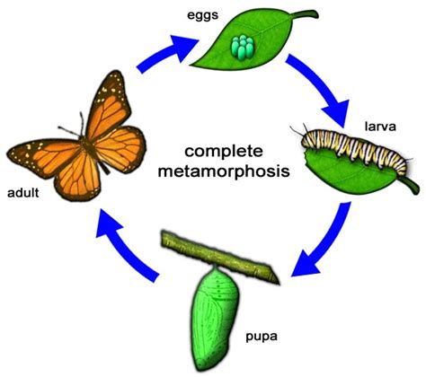 LIFE CYCLES Complete and incomplete Metamorphosis | Interactive Worksheet by Erica Rodriguez ...