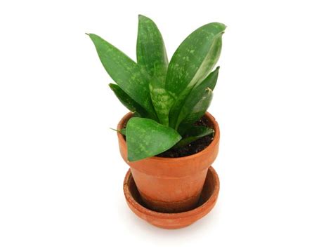 Small Indoor Plants To Decorate House Photos - Pics 230292 - Boldsky ...