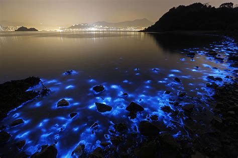 Bioluminescent Plankton Glow In Bloom On The Shores Of Hong Kong | Bored Panda