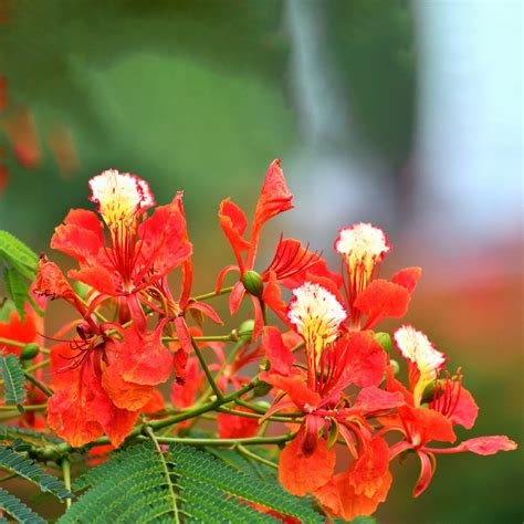 Delonix Regia Flower