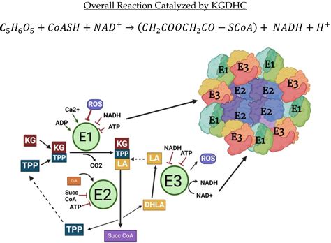 IJMS | Free Full-Text | The α-Ketoglutarate Dehydrogenase Complex as a ...