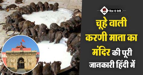 करणी माता का मंदिर बीकानेर | Karni Mata Temple History in Hindi