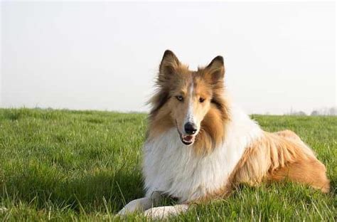 What Kind of Dog is Lassie? (Pictures, Cost, Temperament)