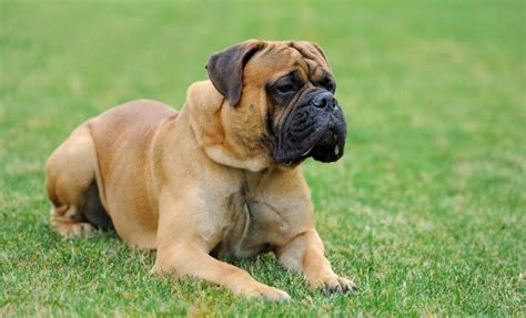 How Big Will My Mastiff Get