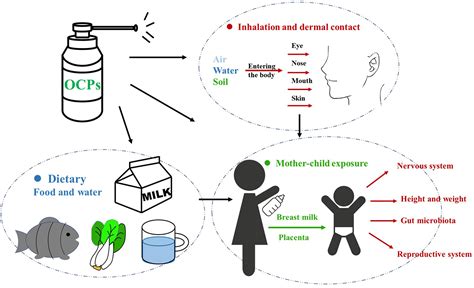 Frontiers | Effects of Organochlorine Pesticide Residues in Maternal Body on Infants