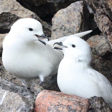 Tracking the secret life of snow petrels — Australian Antarctic Program (News 2010)