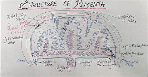 Structure of the Placenta – Nursing Lecture