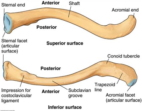 clavicle | Anatomy 501 > Sorrells > Flashcards > Shoulder | StudyBlue ...