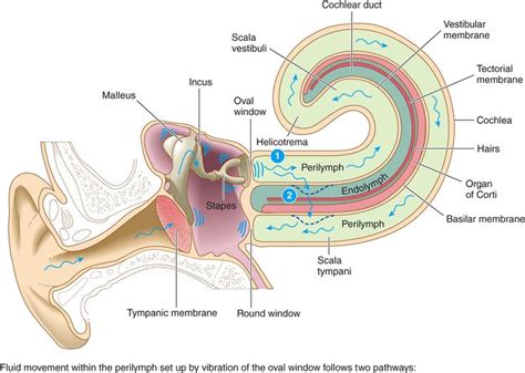 Vestibular Endolymph Membrane Basilar Membrane | BIOL 4350K in 2020 | Cochlear, Membrane, Oval ...