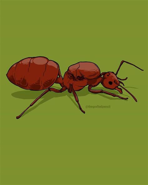 Pin on ants