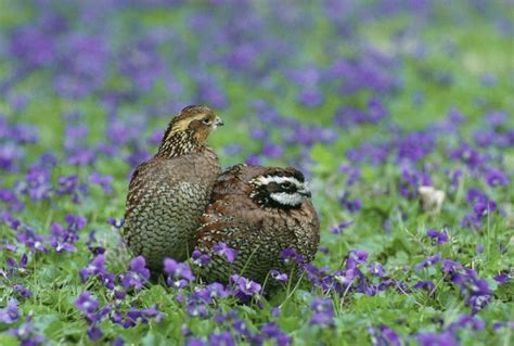 Free picture: northern bobwhite, quail, birds, colinus virginianus