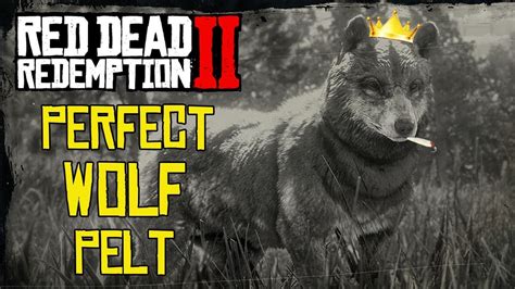 HOW TO GET A PERFECT WOLF PELT | RED DEAD REDEMPTION 2 | FAST TIPS ...