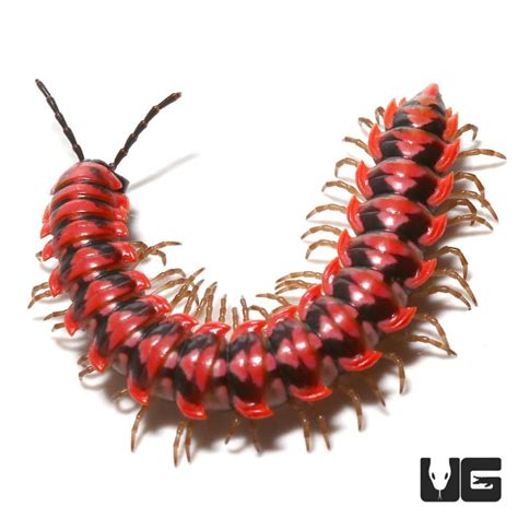 Pink Dragon Millipede (Desmoxytes Planata) For Sale - Underground Reptiles