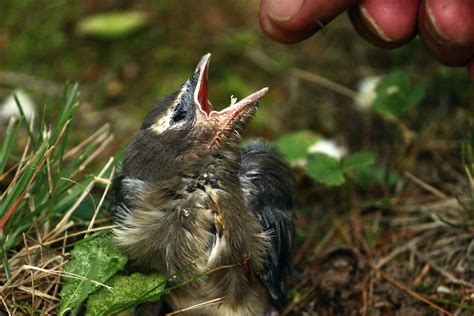 Feeding Baby Bird Free Photo Download | FreeImages