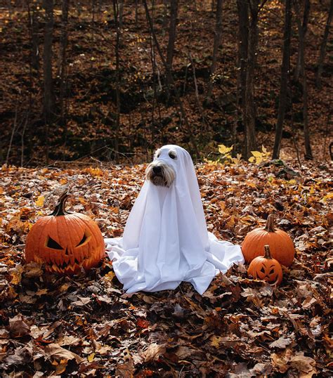 Dog Wearing A Ghost Costume Sitting Between Pumpkins For Halloween. Photograph by Cavan Images ...