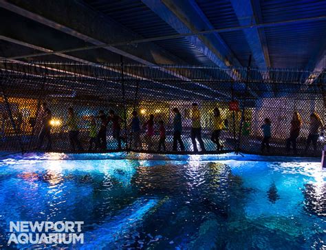 Newport Aquarium’s Shark Bridge Celebrates One Year! | Newport aquarium, Aquarium sharks, Newport